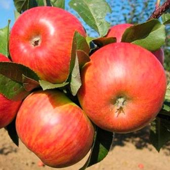 Саженцы яблони Карамельная купить в Москве, цена от 500 рублей